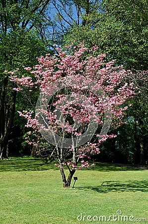 Cornus florida rubra, park SigurtÃ , Verona Italy Stock Photo